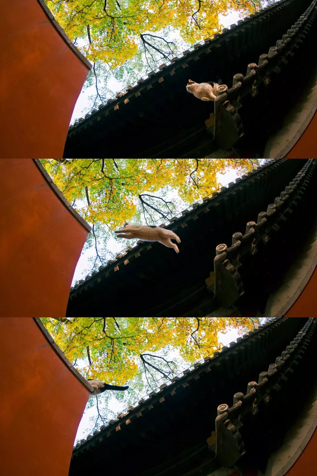 大觉寺里面的猫,大觉寺秋色