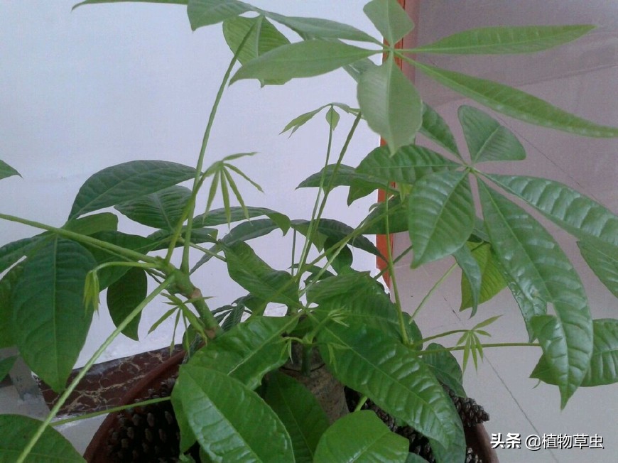 发财树冒芽但就长不起来怎么办,发财树锯到什么位置最容易冒芽