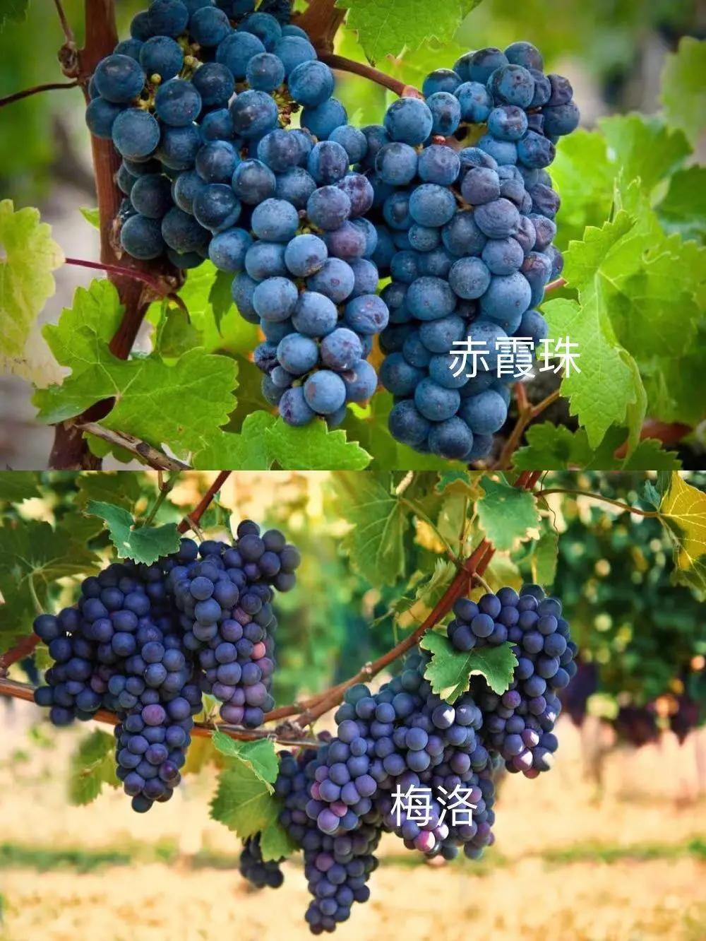 法国名庄酒分级,法国葡萄酒名庄分级