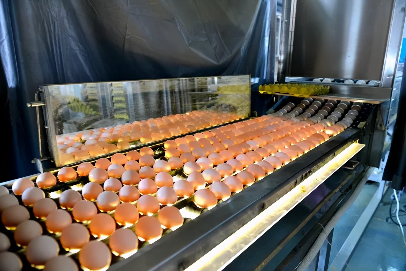 汝州这家养鸡场喂鸡用十几味中草药，产的鸡蛋有啥不一样？