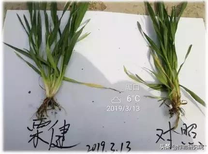 赤霉病白粉病锈病哪个减产厉害,赤霉病和小麦白粉病