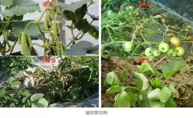 细菌病害最好的药,预防细菌病害用什么药