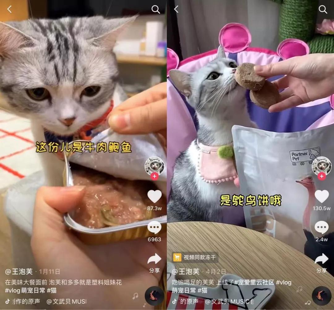 本以为养猫是为了不孤单,以为单身就可以自由