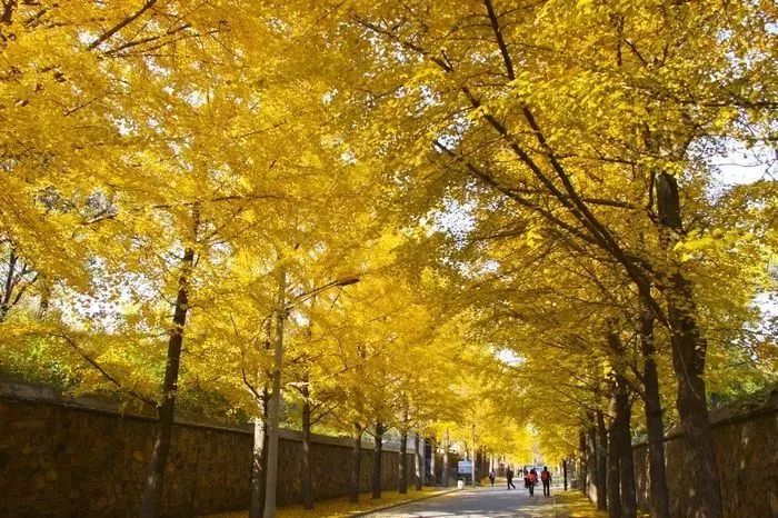 去北京不可错过的地方,不去热门景点游北京