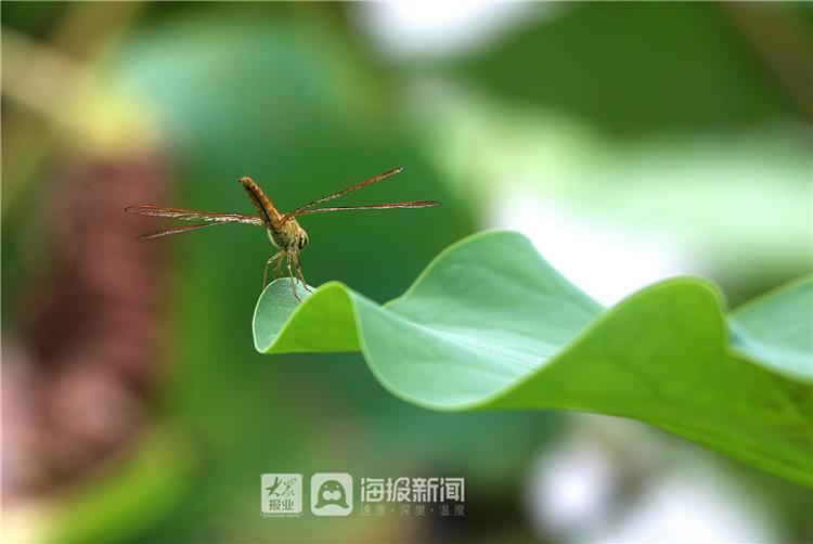 “接天莲叶无穷碧”德州减河湿地景区“映日荷花别样红”