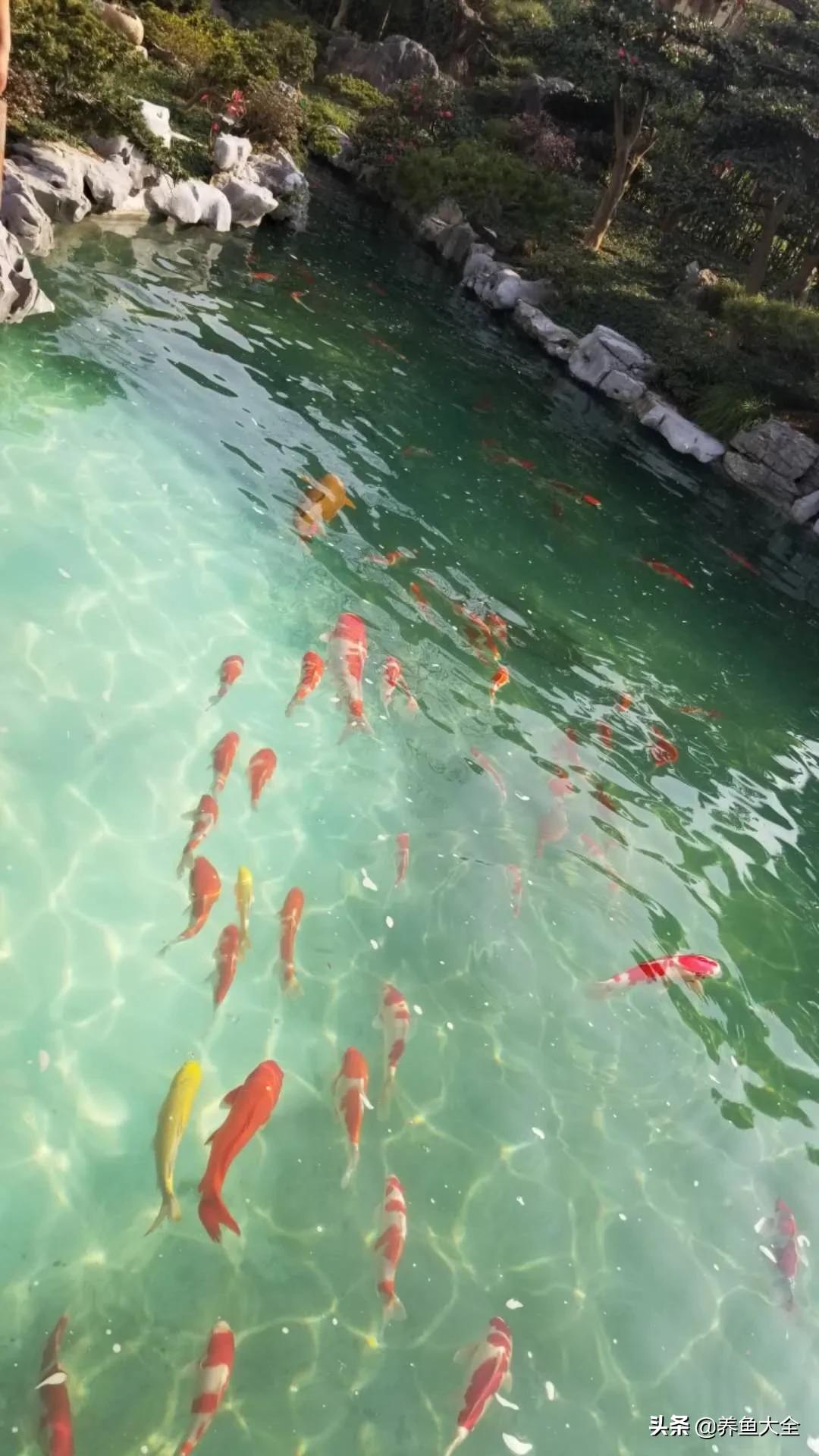 锦鲤喂多了会出现什么情况,锦鲤不养了怎么处理掉