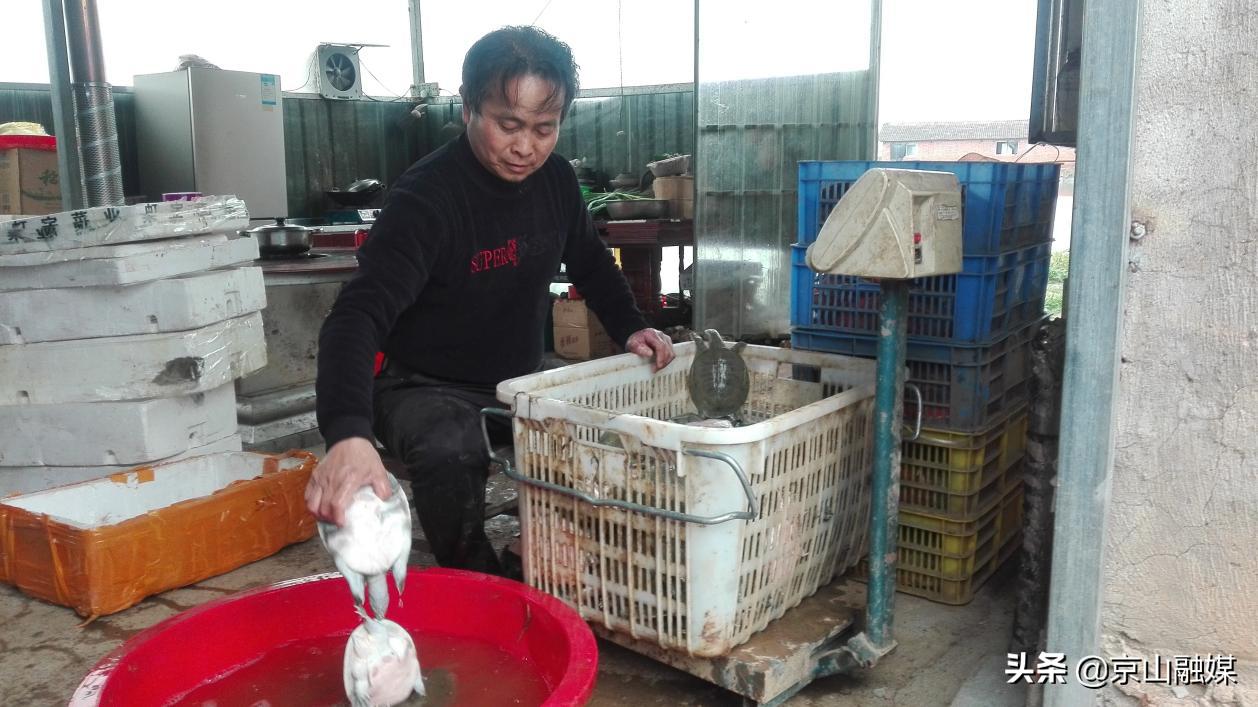 湖北京山：昔日的“富水鳖王”转型为“育鳖大王”