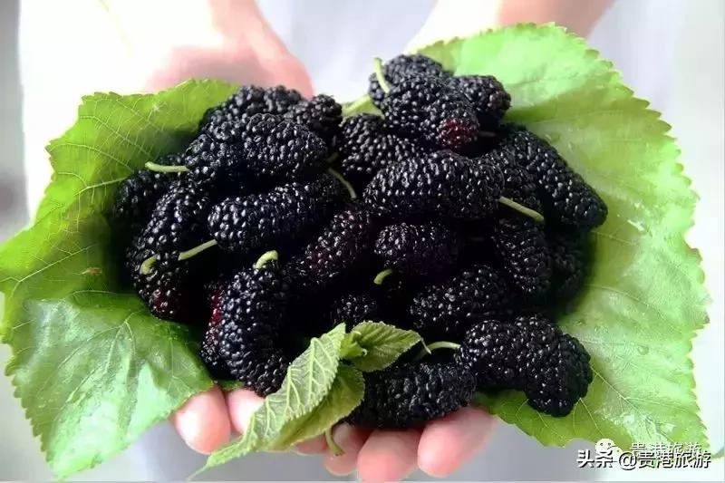 贵港周边哪里有摘桑葚,贵港附近桑葚园在哪里