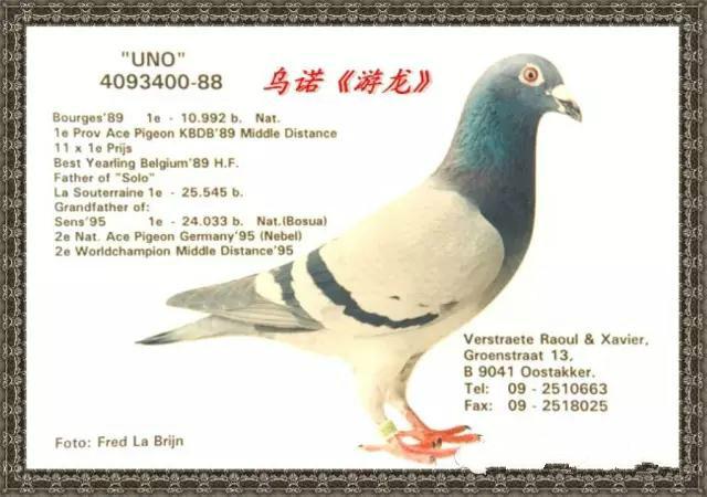 用成绩征服世界鸽坛，实力非凡却又异常低调的世界超级铭鸽全在这