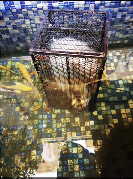 残忍至极！铁笼诱捕小猫水中溺毙，全程直播