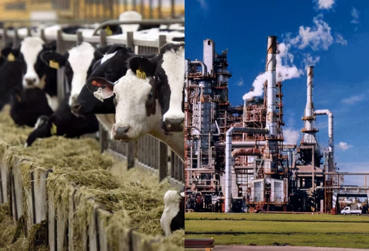 牛身上开孔什么原因,牛背上开洞牛不感染吗