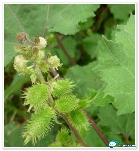 广西80后农村童年经典回忆,80后的童年回忆广西的农村生活