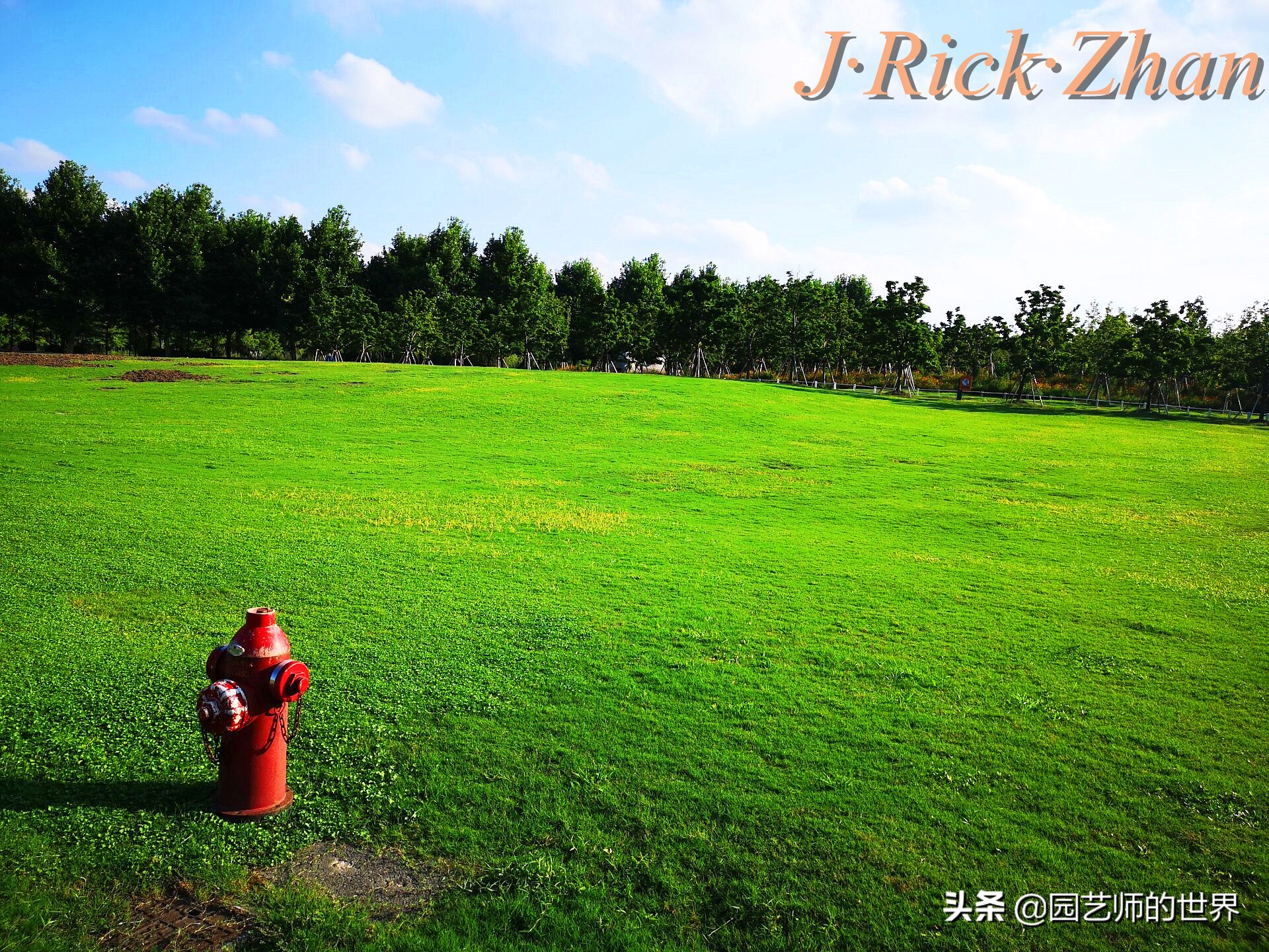 高尔夫果岭草坪家庭院子种植,麦冬草坪种植方法和注意事项