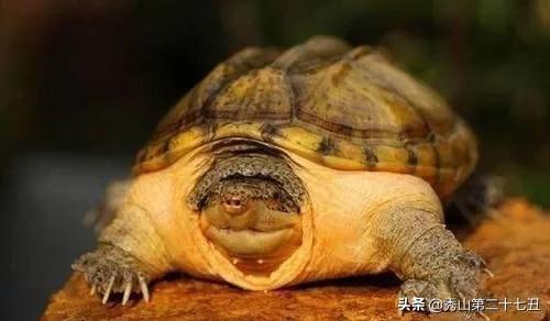 12种最适合懒人养的宠物便宜,什么宠物好养又干净又便宜又聪明