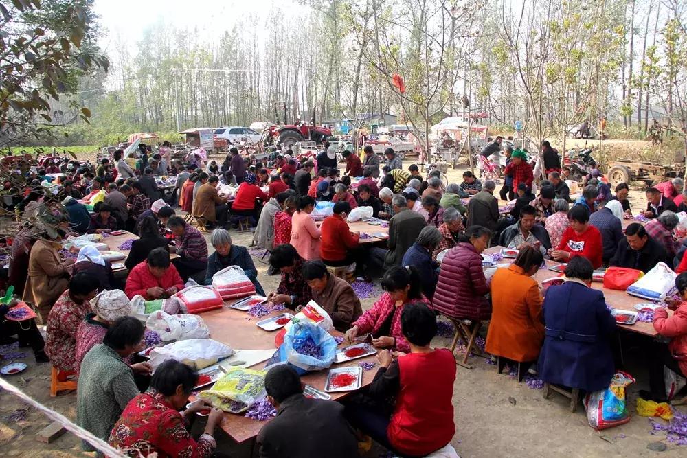 大蒜最好的新品种种子,大蒜种子大全100款