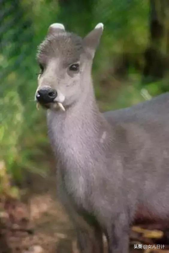 致命的60种动物,这100种动物你都认识吗