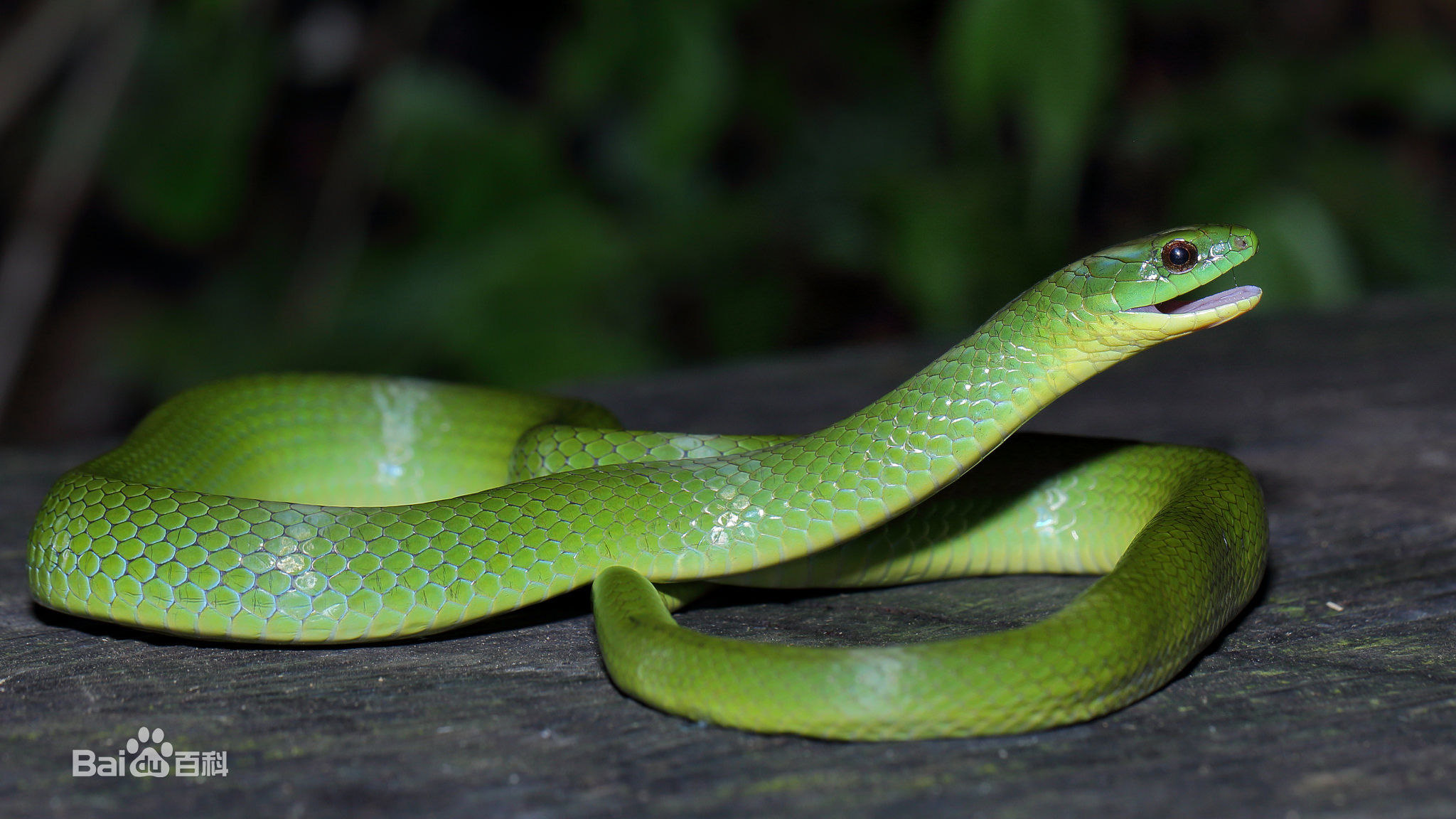 冷血精神病有感情吗,冷血精神病治疗