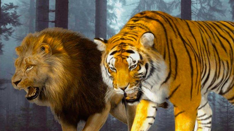全国首只虎狮虎兽,老虎为什么喜欢狮虎兽