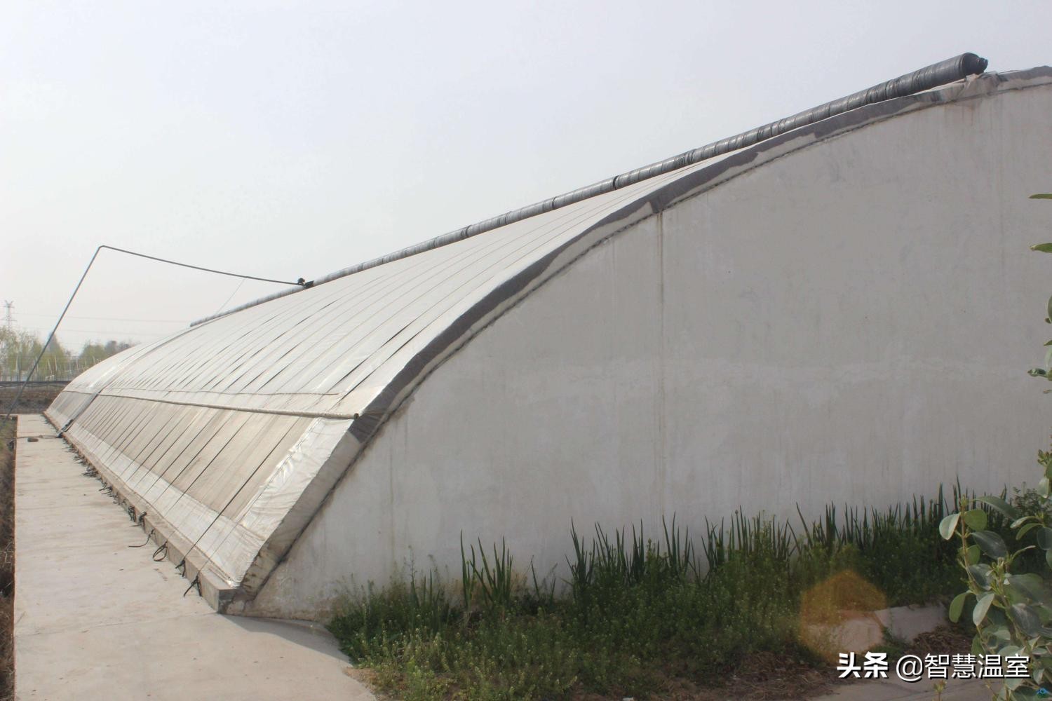 盘点温室大棚的优缺点，看看哪个类型适合你