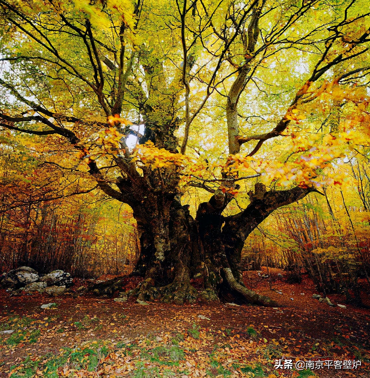 真火壁炉适合什么木材,真火壁炉燃料