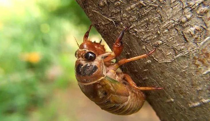 养殖业目前养什么前景最好,现在养殖业什么前景最好家庭养殖