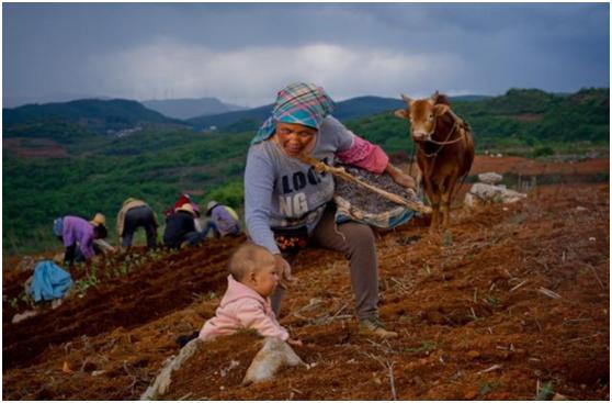 两周卖出30吨！拼多多上一夜爆红的水果，网友却因为名字吵翻了天