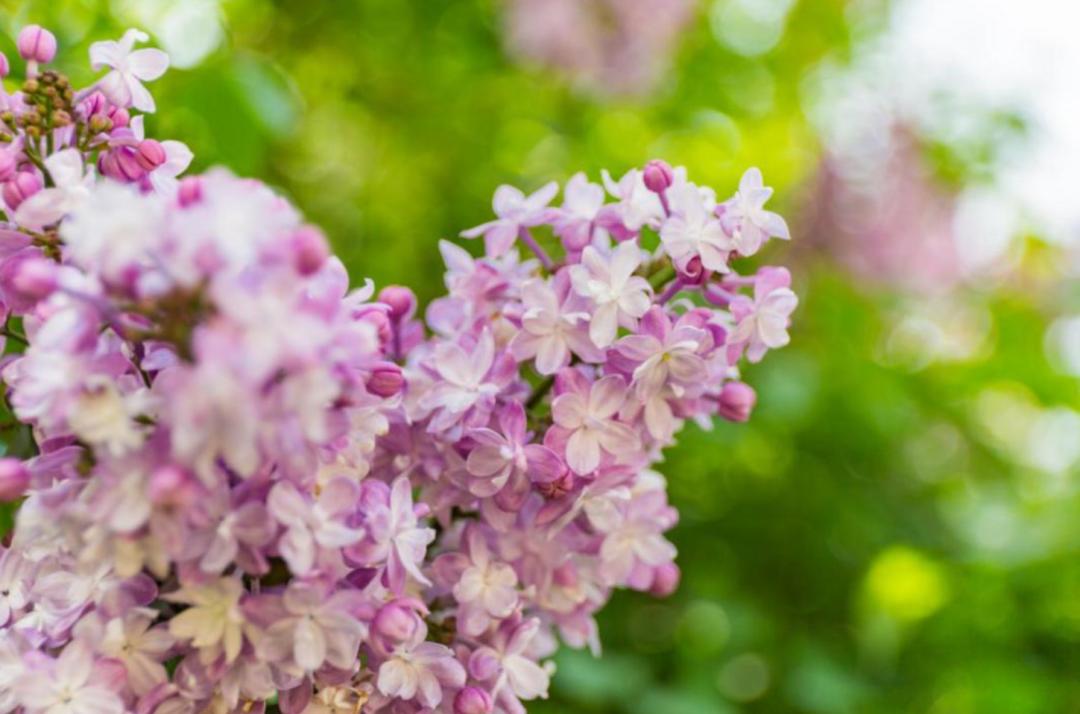 丁香花的诗句唯美,关于丁香花的诗句诗词