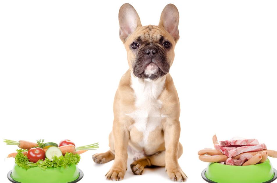 狗狗唤回训练的方法,训练狗狗叫的方法