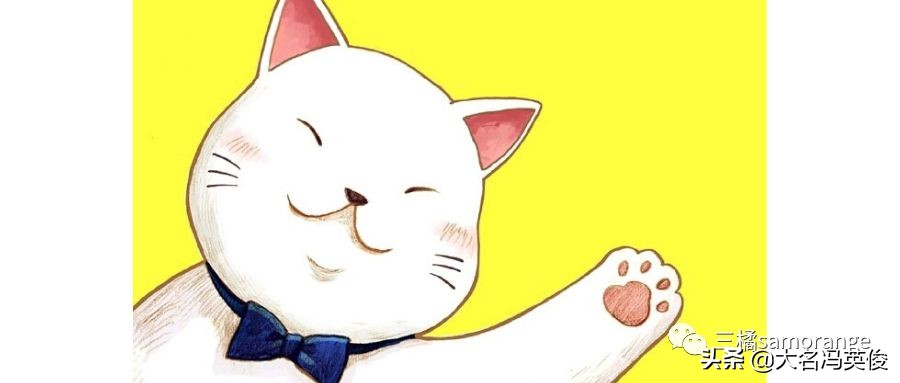 又双叒想要一只新猫咪了，该怎么做