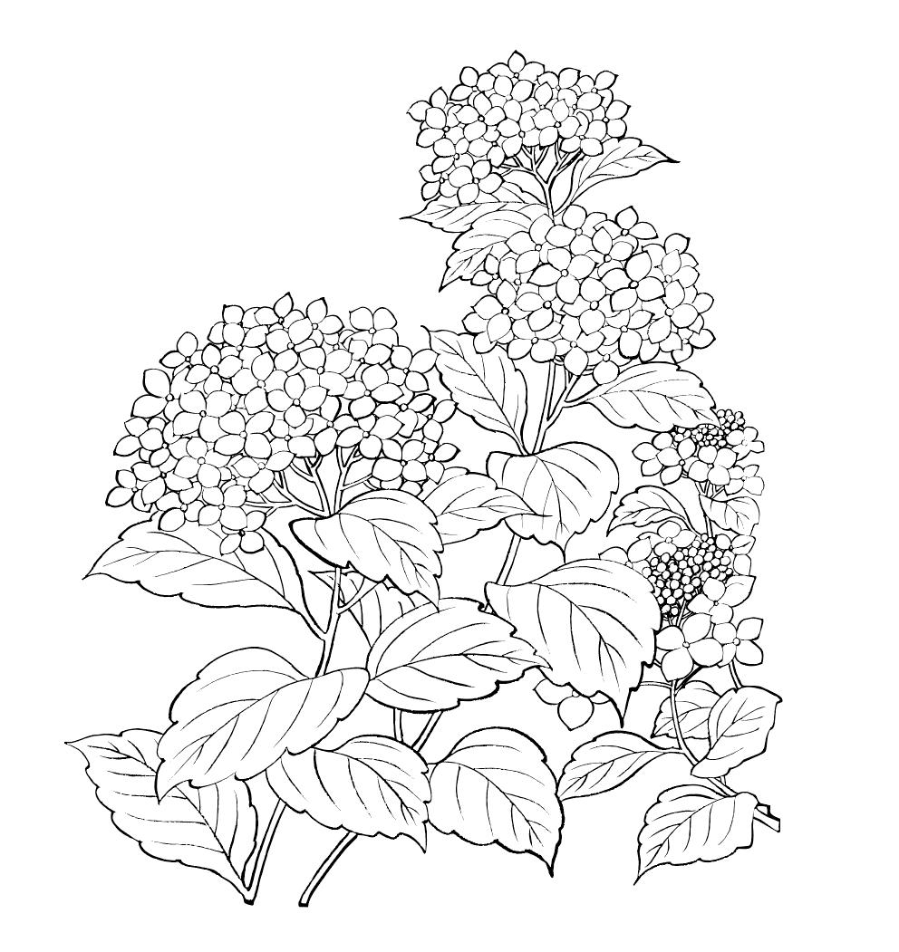 如何快速的学习PhotoshopCC2021，从小白变大神