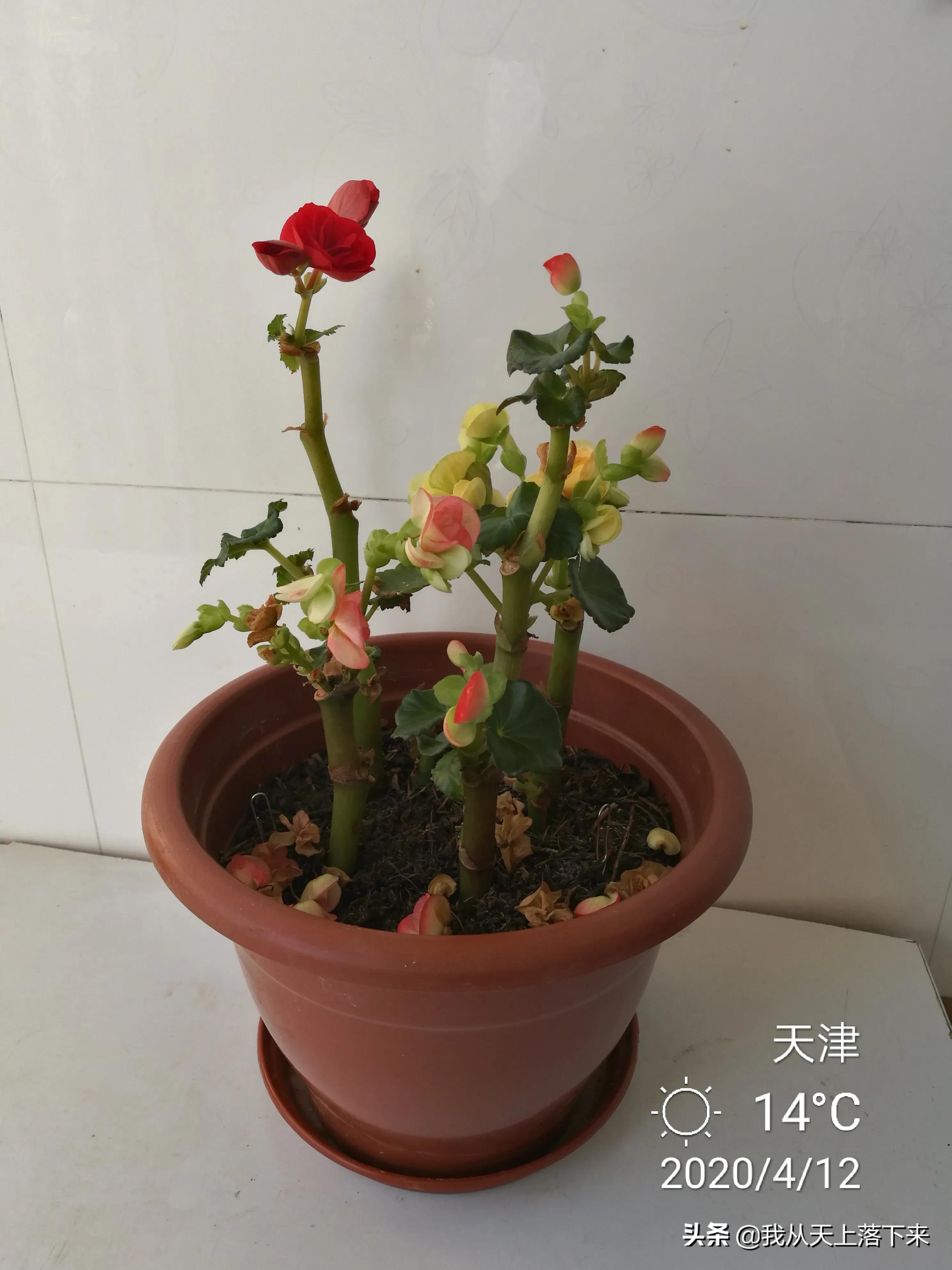 100张花朵美图,100张花图片大全