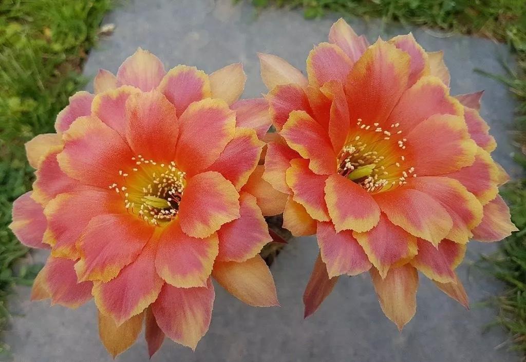 100种仙人球花图片,100种仙人球的品种视频