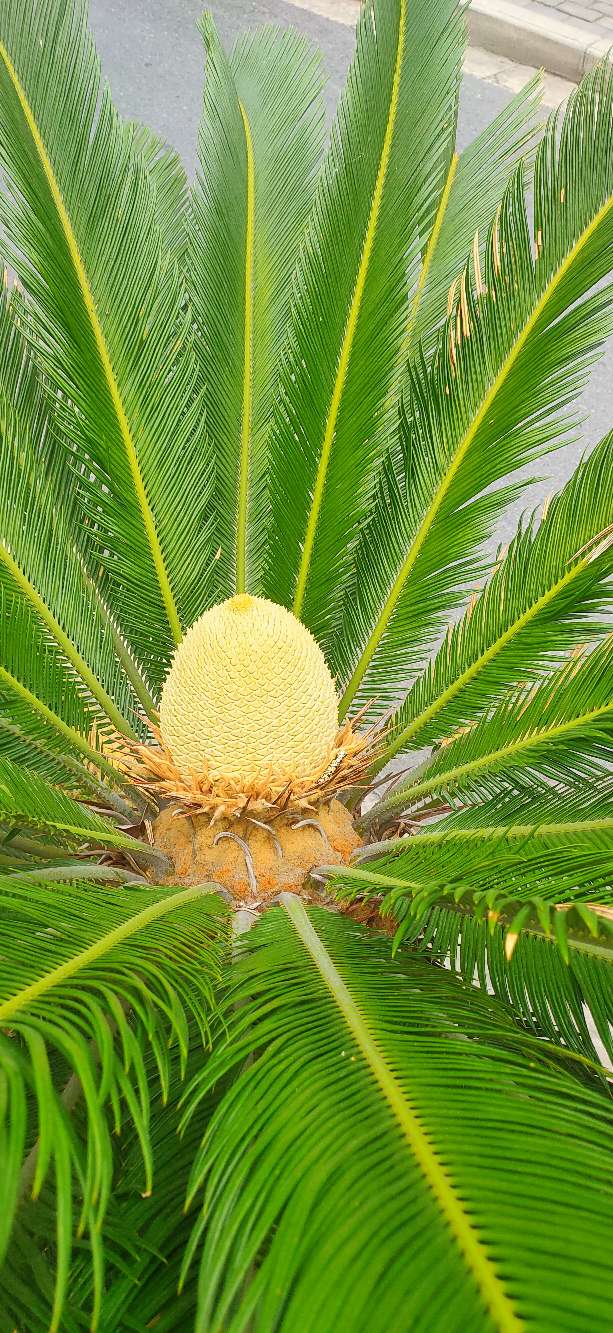 铁树分公铁树母铁树吗,铁树有雄铁树和雌铁树