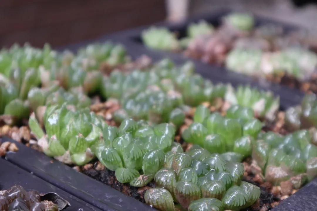 适合南方比较好养的12款多肉,养一年就开花的多肉品种