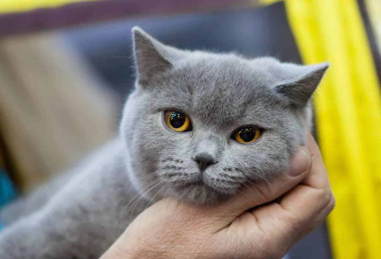 喵星人为什么爱趴在汪星人身上,喵星人偷偷睡觉