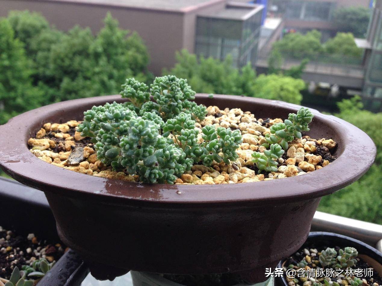 室内三种最旺家庭养植物,家居绿植哪些不适宜养