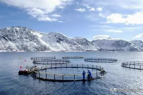 挪威三文鱼怎么挑新鲜,你吃的三文鱼是三文鱼吗