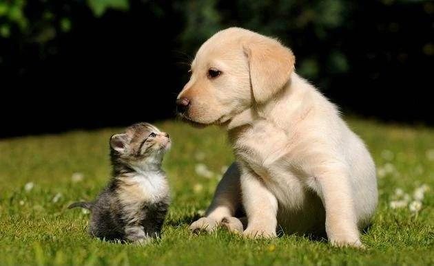 主人拉肚子了小猫咪会怎么办,猫主子拉稀