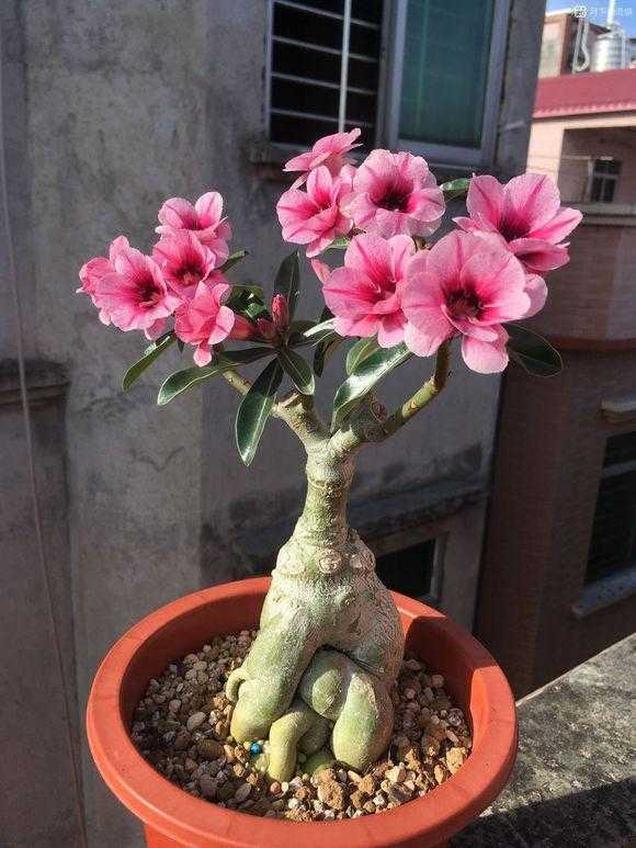 好看又好养的盆花,人养花也养人