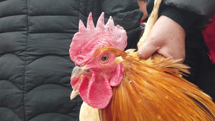 寿县散养溜达鸡出售,溜达鸡团购淮南