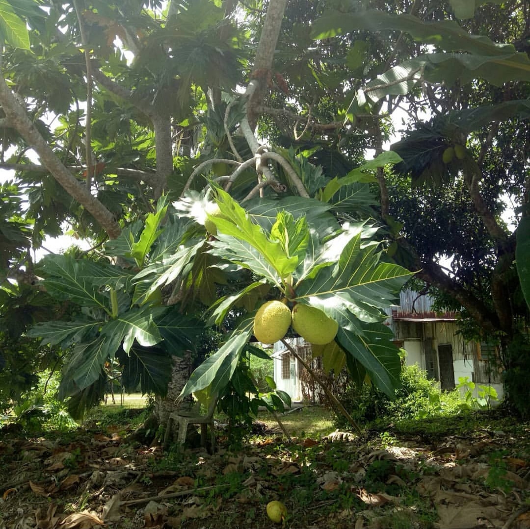 恶魔果实原型是什么水果,面包果是什么样子的