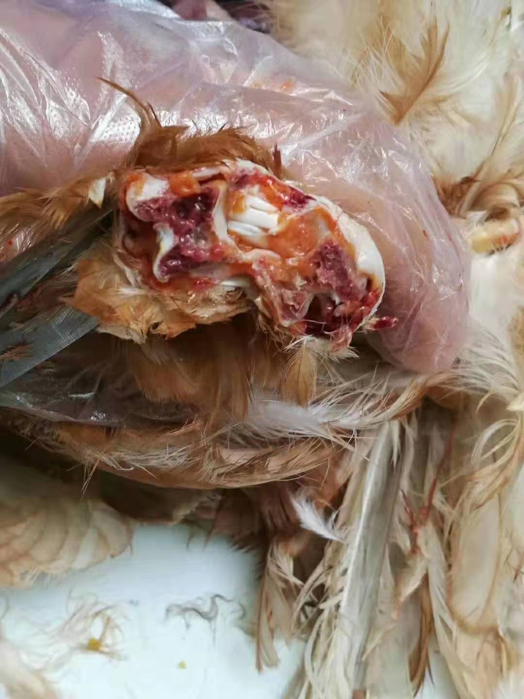 鸡滑液囊支原体感染,鸡的滑液囊支原体如何防控