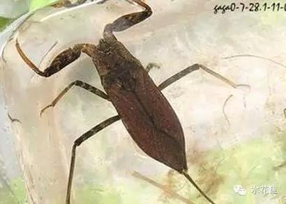 鱼苗消毒和病虫防治,水花鱼苗气泡病发病原因