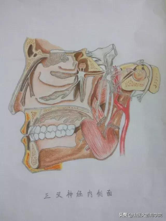 想要成为一名医生需要考多少证,想要做一个医生必须具备哪些