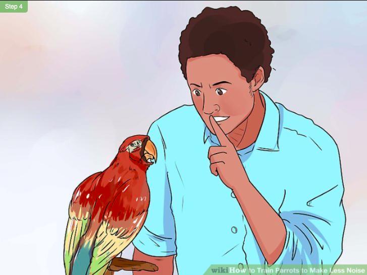 鹦鹉控食训练一般多长时间,怎么训练鹦鹉不随便拉便便