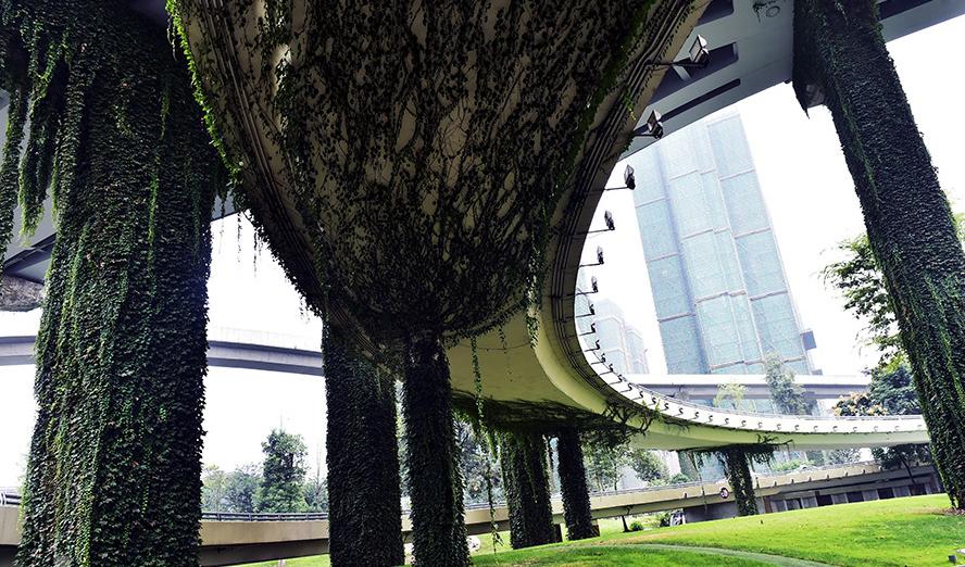 曾是高架桥下的常客，如今已“爬”满全城，爬山虎不会腐蚀建筑吗