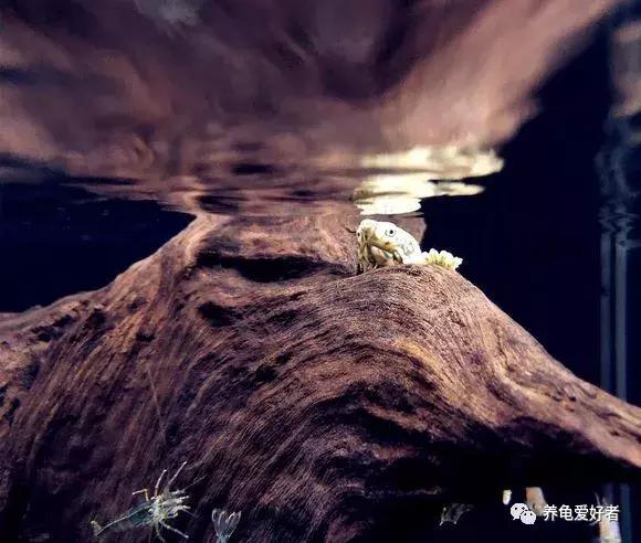 龟类冬眠期,龟什么时候开始冬眠