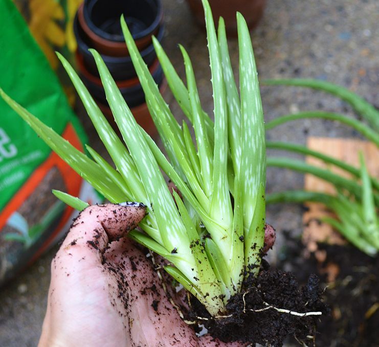为什么养的芦荟叶子散开,为什么养的芦荟叶子发红