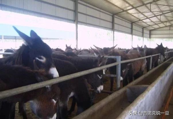 2022年农村养殖什么最赚钱,在广西农村养殖什么最赚钱