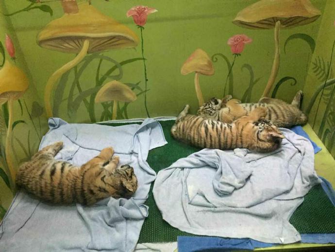 长隆野生动物园旅游攻略带娃,广州长隆动物园适合亲子游